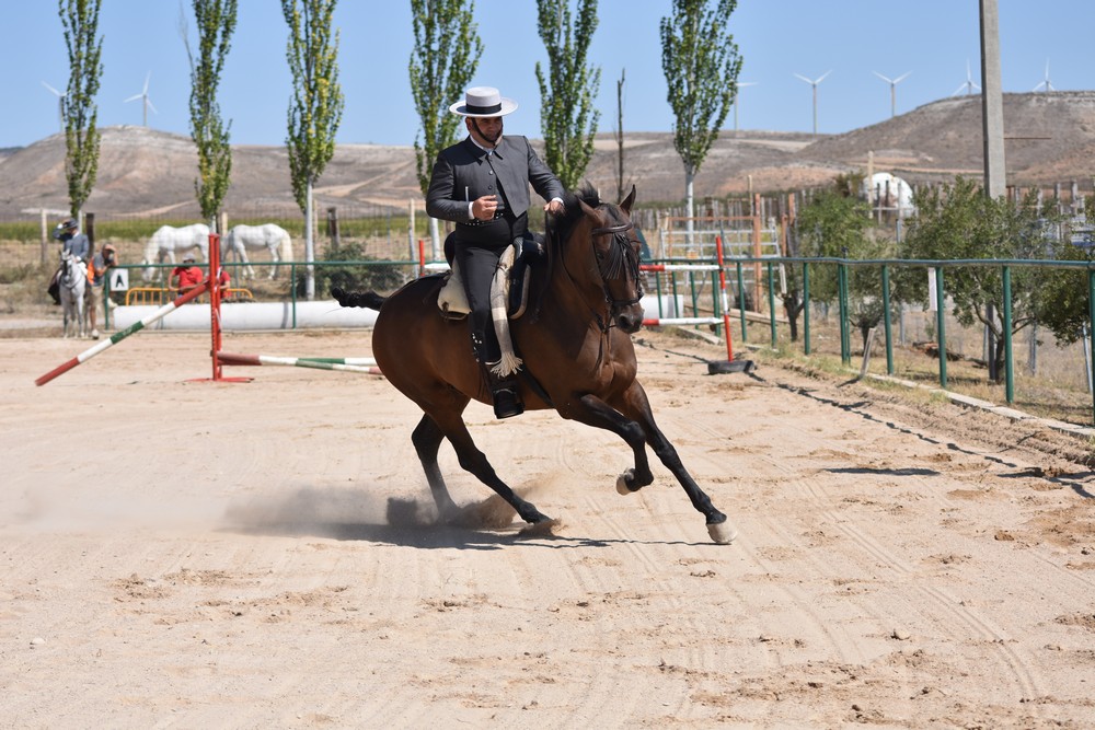 Jornadas de Equitación de Trabajo en Falces
